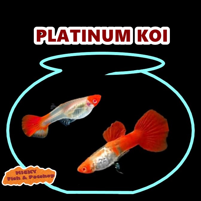 SEPASANG Guppy Platinum Koi Grade Indukan