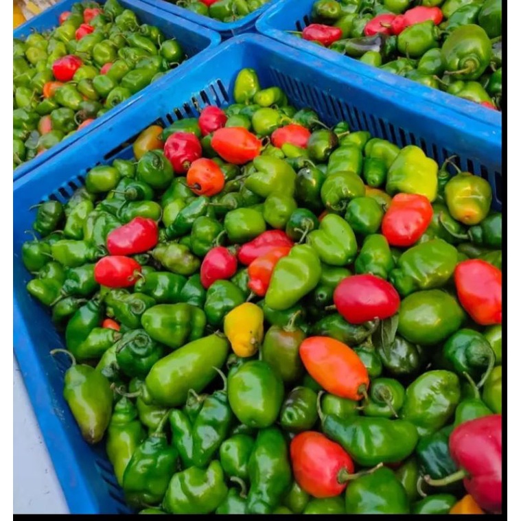cabe gendot fresh segar 250 GRAM-1KG TERMURAH