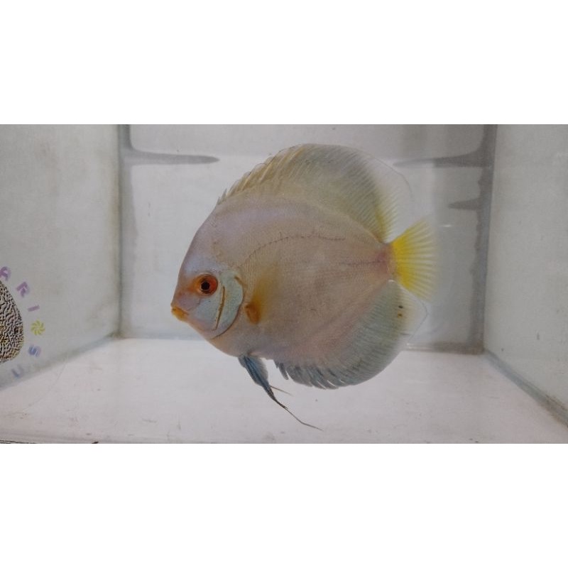 Discus Blue Diamond 5 inchi