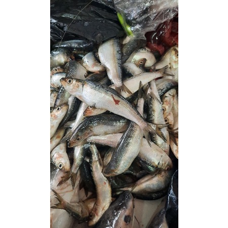 

ikan tembang