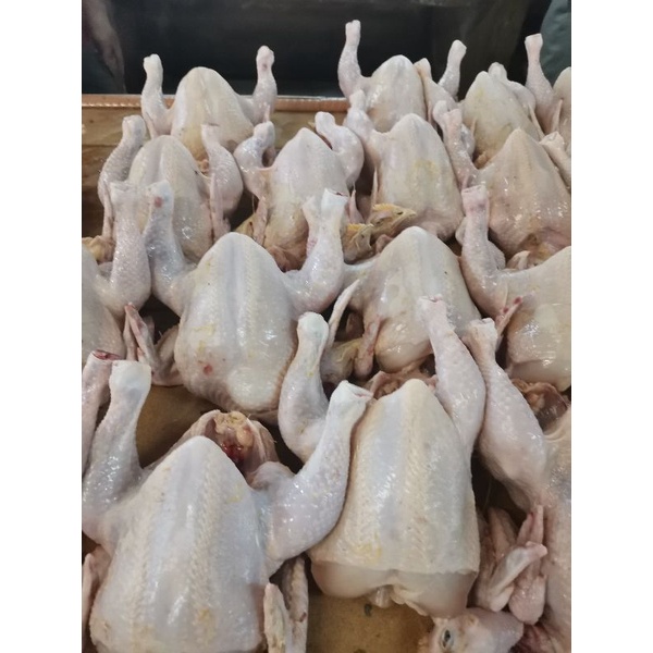 

AYAM POTONG SEGAR UKURAN SEDANG