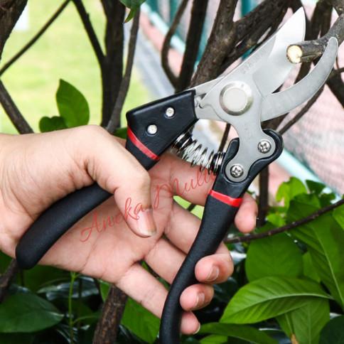 Gunting Dahan Pruning Buah alat bonsai SK5 jepang black