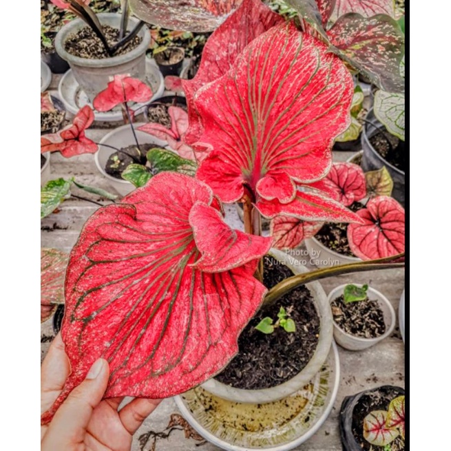 Caladium Garuda Merah 1-3 Daun Tanaman Keladi Hias Murah Impor Thailand Import BUKAN bonggol bibit