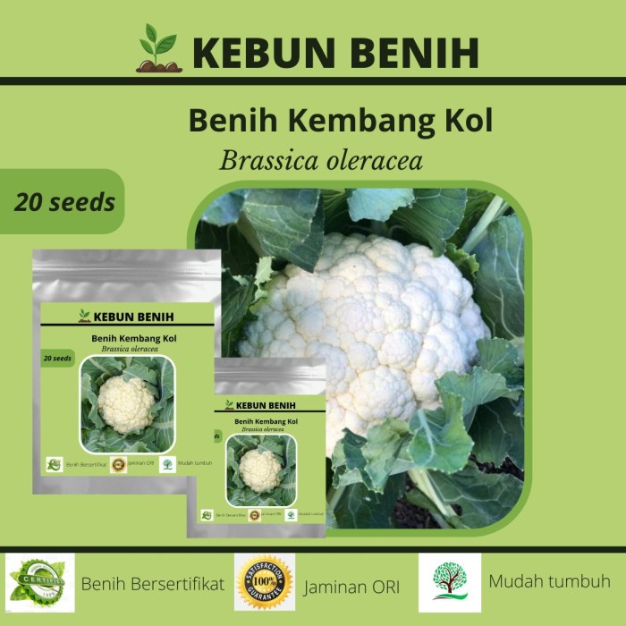 Benih Bunga Kol Putih BIMA45/Kembang Kol Putih Kualitas unggul