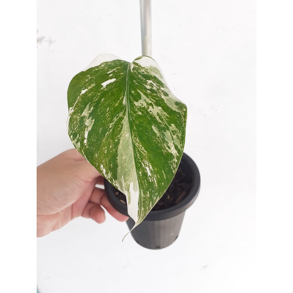 3X REAL PIC #79 #82 #84 Monstera Variegata Marble | Monvar Albo Varigata