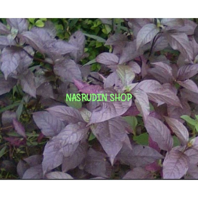 

DAUN UNGU 100 LEMBAR SEGAR / DAUN HANDELEUM SIEM LANGSUNG PETIK / HANDELEM SIEM