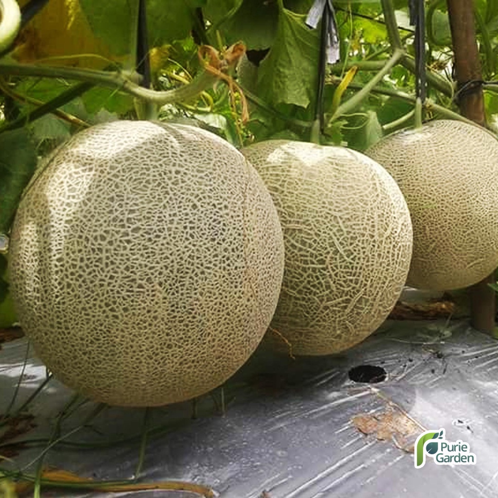 Benih Bibit Melon Putih Manis Honeydew 2 Benih Dua Ribuan PG SBY