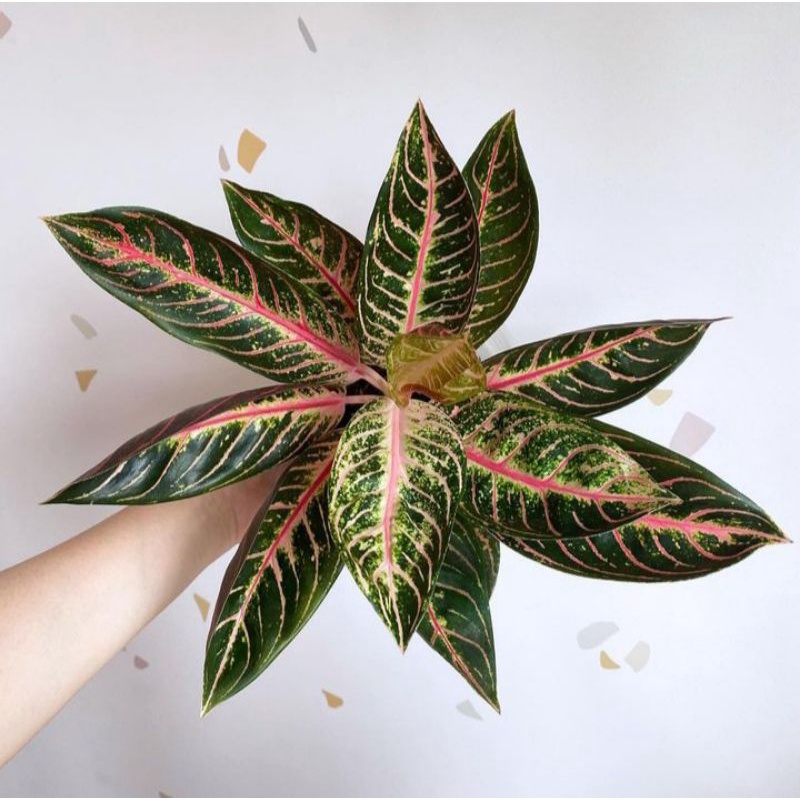 [ PROMO ] Anakan aglaonema pride of sumatra // Bibit aglaonema red sumatra