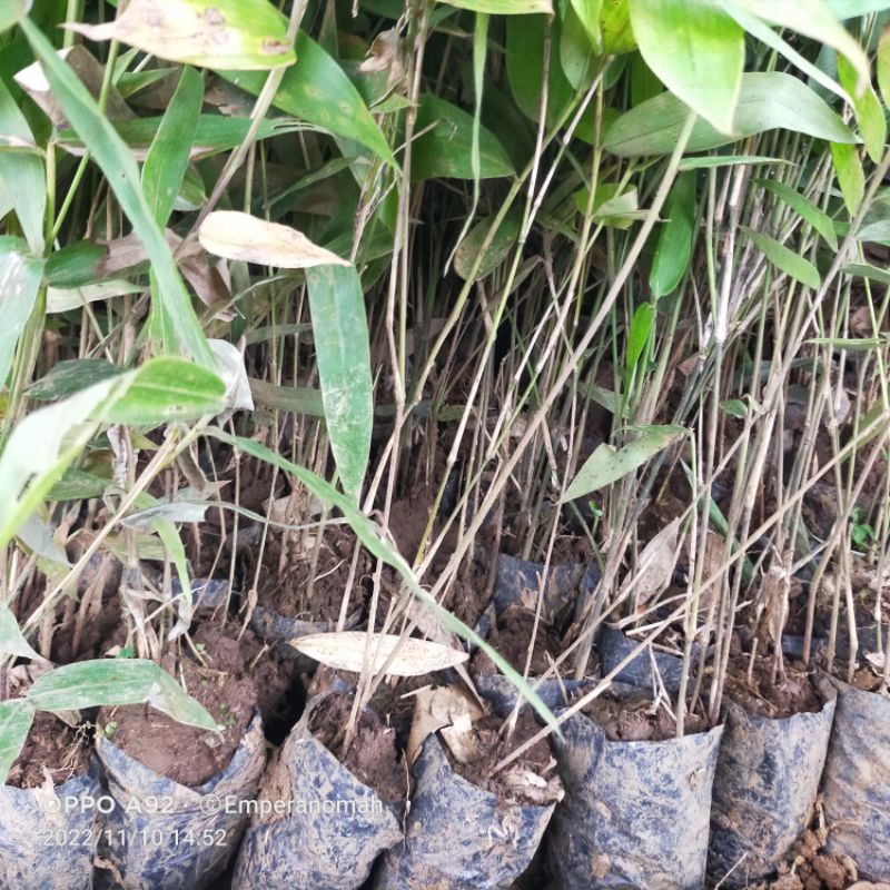 Bibit Bambu Petung Jumbo Bibit Tanaman Bambu Petung