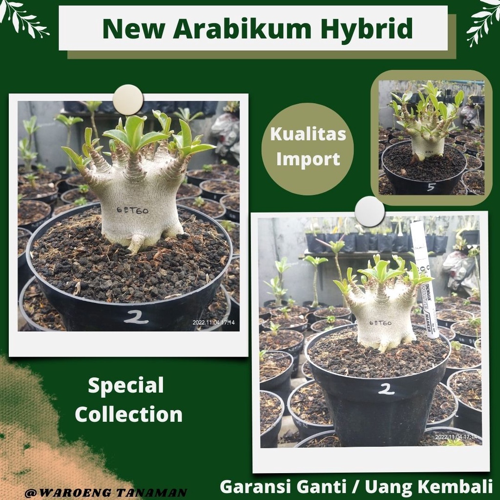 Bibit Seedling Adenium Arabikum Godji Adenium Arabikum Goji Kualitas Import