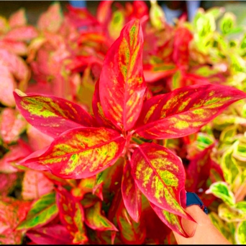 Aglaonema red lipstik /Aglonema red lipstik / Aglonema red lipstik (Tanaman hias aglaonema red lipst