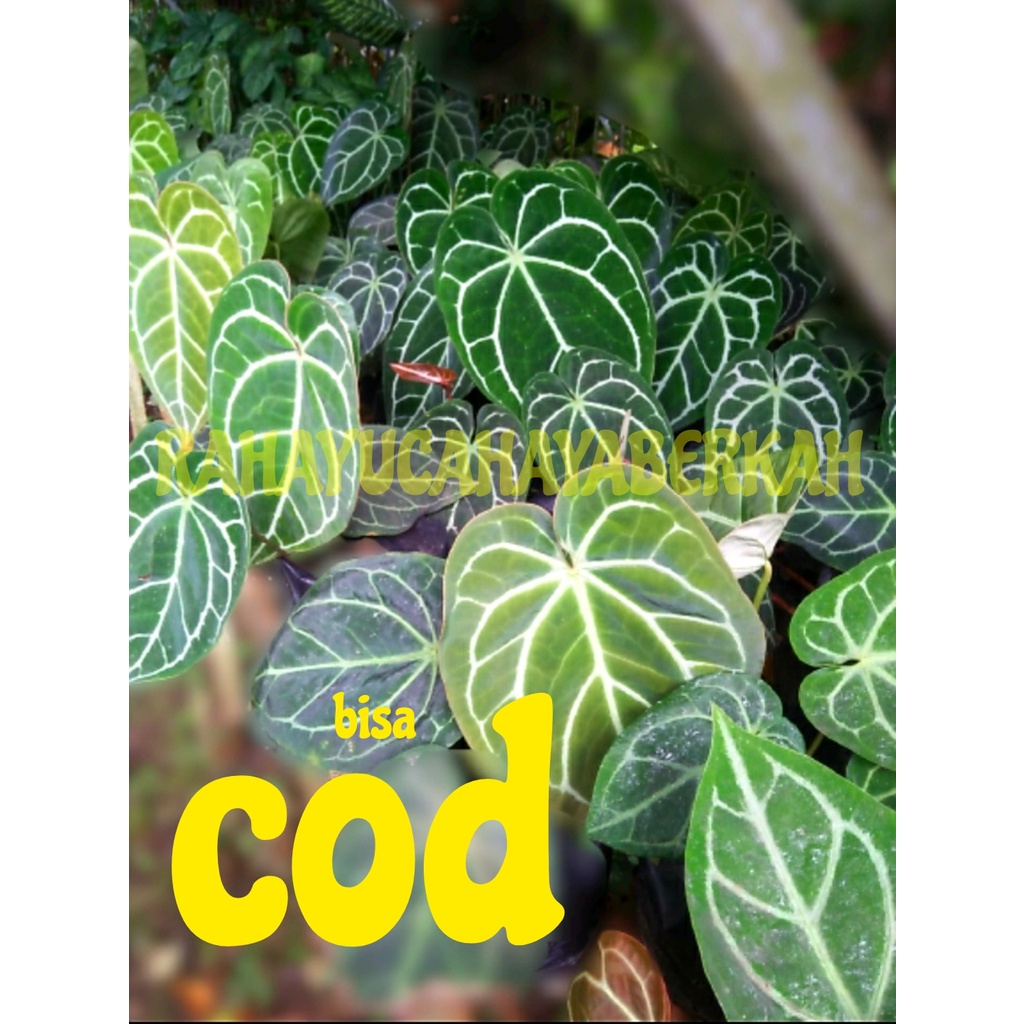 tanaman hias kuping gajah/tanaman hias kuping gajah super jumbo/tanaman hias kuping gajah daun besar