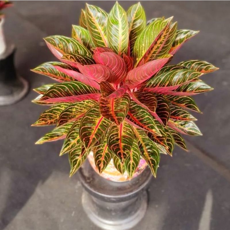 Aglonema Pride Of Sumatra Tanaman Hias Bunga Aglaonema Murah Merah BUKAN bonggol bibit - tanaman hia