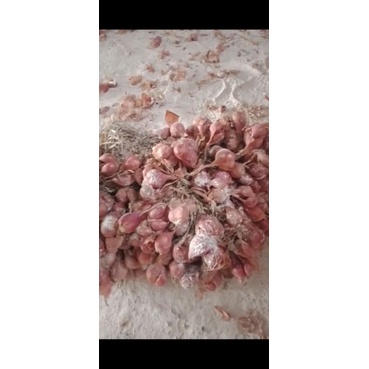 

Bibitbawangmerahnganjuk(Thailand)1kg