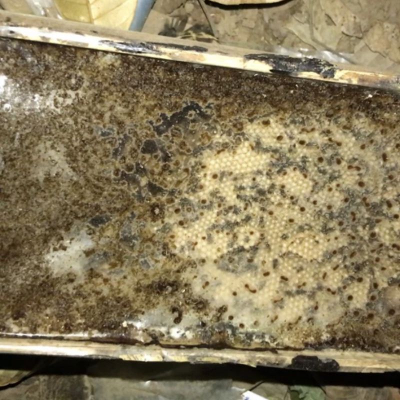 bibit klanceng biroi super produktif