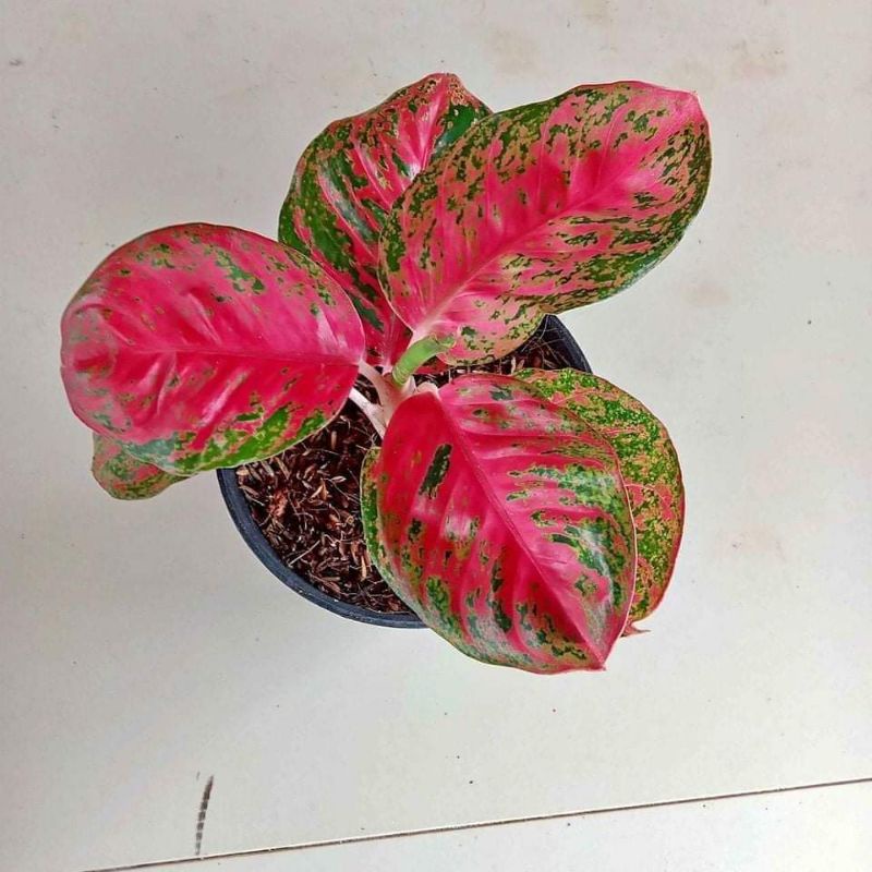 bunga aglonema Wulandari super