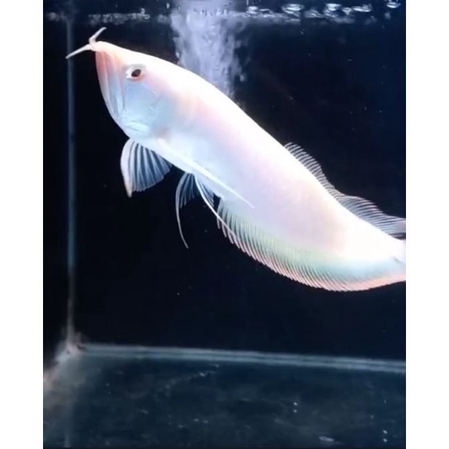 ikan arwana silver albino good quality