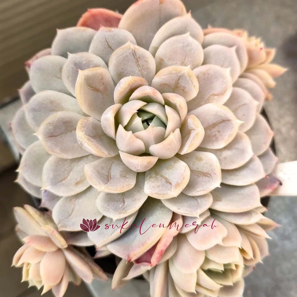 Sukulen Kaktus sekulen skulen echeveria tuxpan pinwheel artic ice elegans violet queen raspberry tan