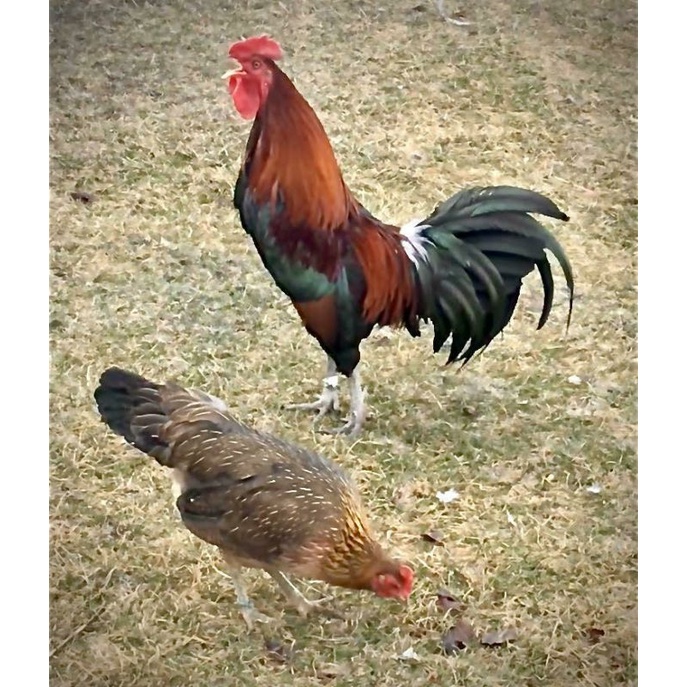 

telur tetas ayam ketawa