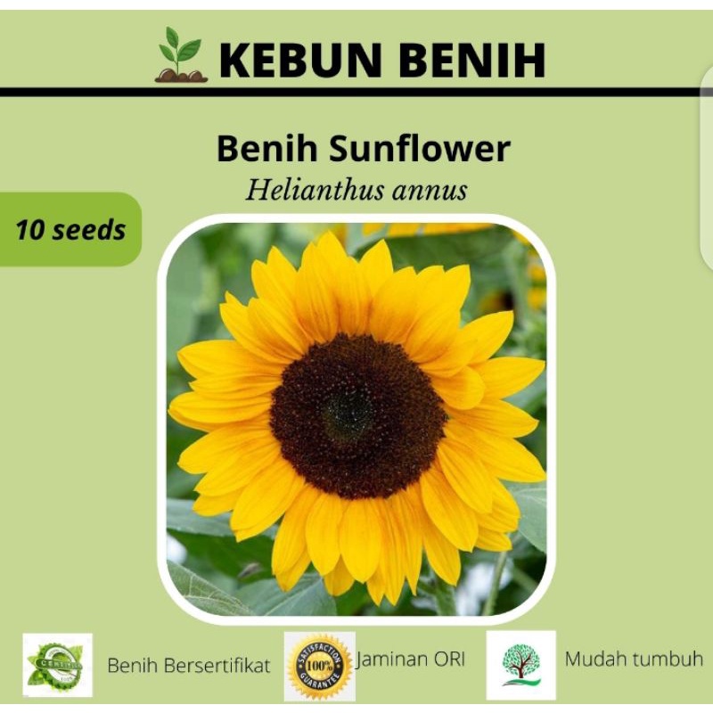 benih bunga Matahari