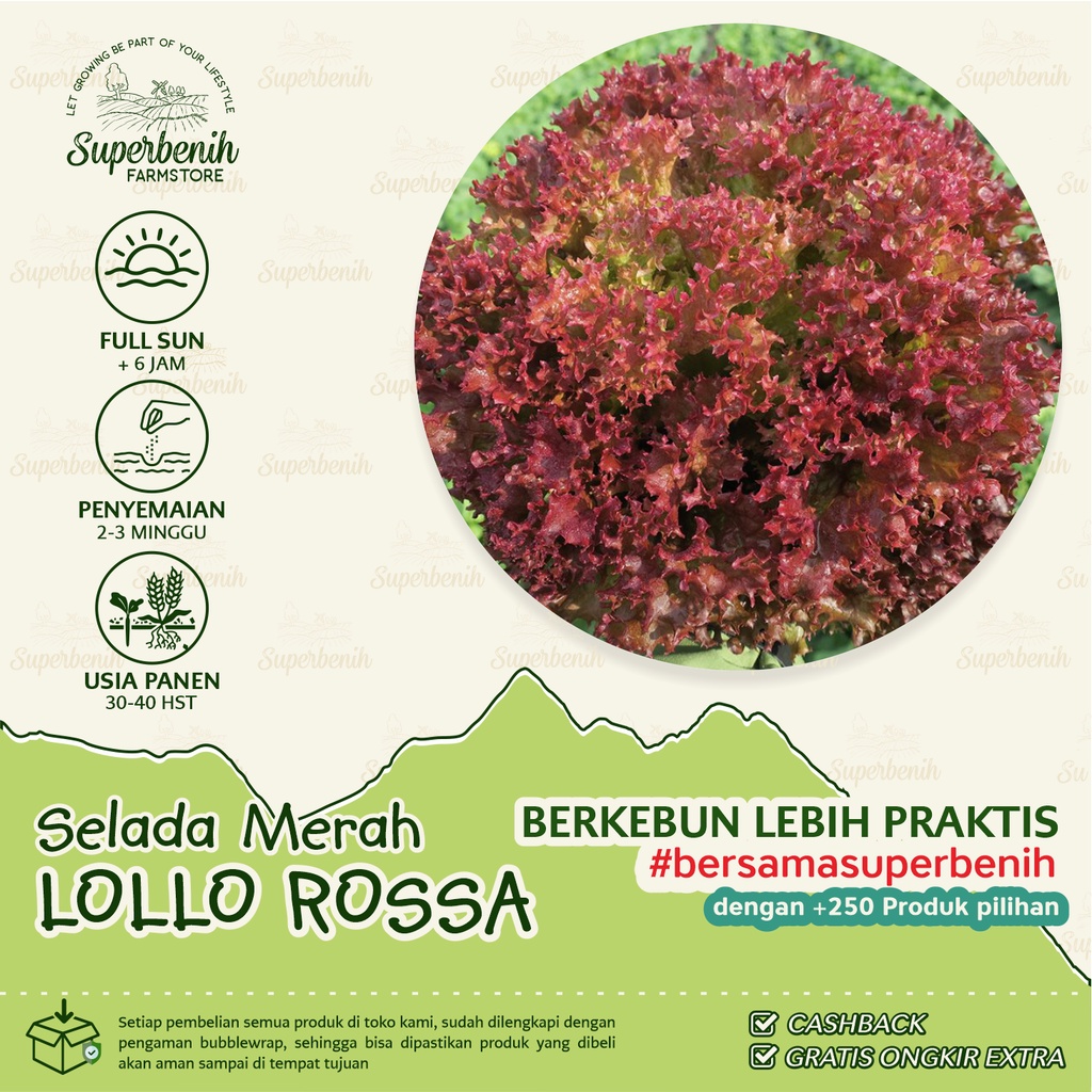 150 biji - Benih Selada Merah LOLLO ROSSA