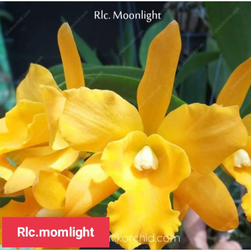 anggrek cattleya dewasa