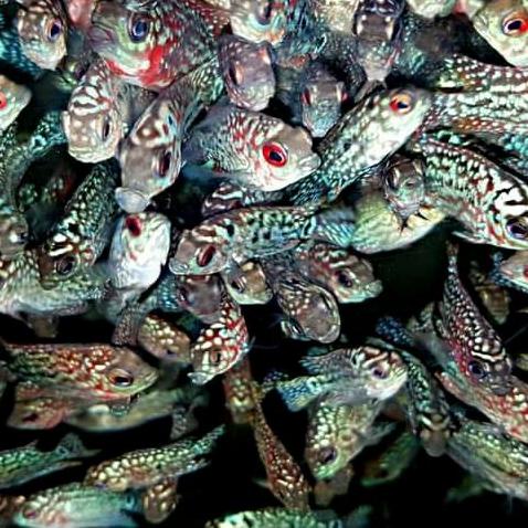 louhan kamfa F2 redking