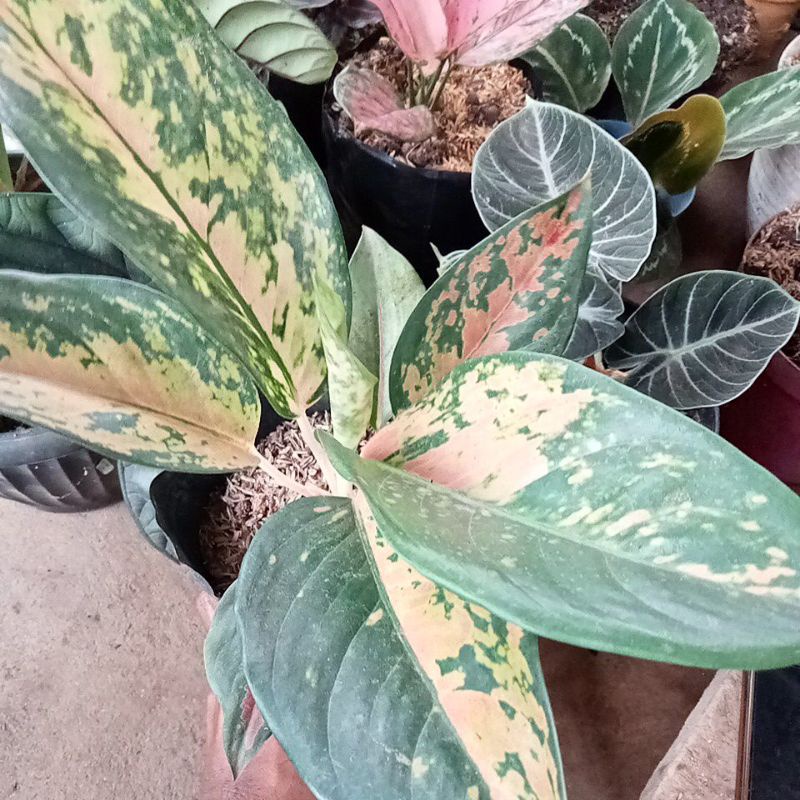 tanaman bunga aglonema kocin tembaga kuning