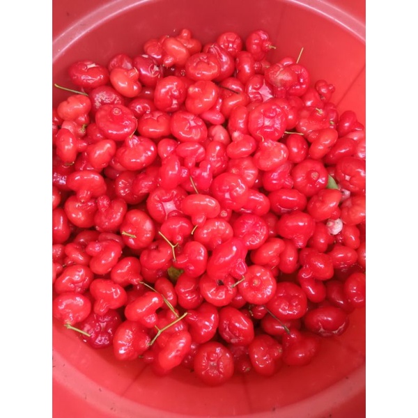 

JAMBU KANCING MERAH SEGAR 1Kg