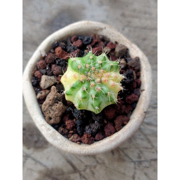 KAKTUS//KAKTUS HIAS//MARBLE//MIHANOVICHI//GYMNOCALYCIUM//OWROOT//VARIGATA//KAKTUS WARNA//