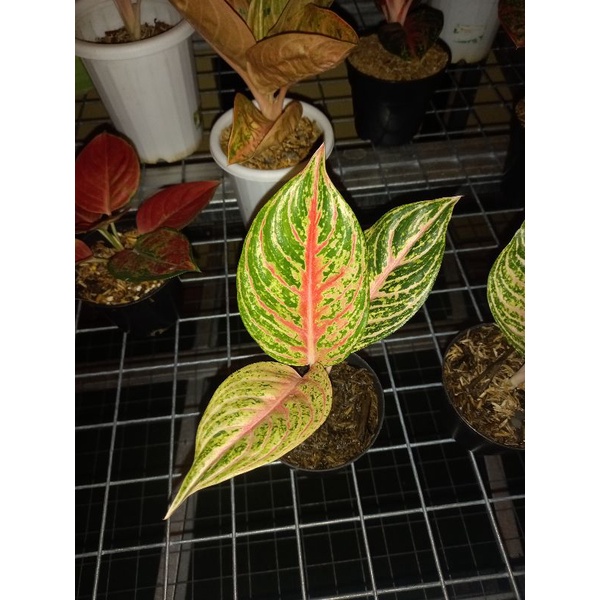 Tanaman hias aglaonema / aglonema paulina realpict