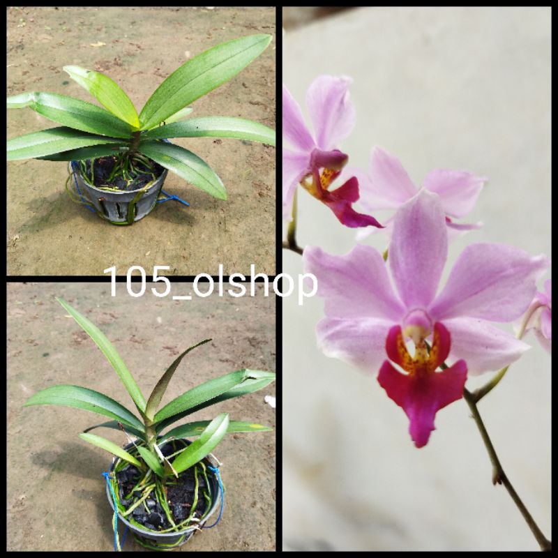 Anggrek Doritis Bunga Ungu