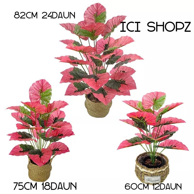 Agonema Merah  Dan Keladi Putih Jumbo / Aglonema Artificial