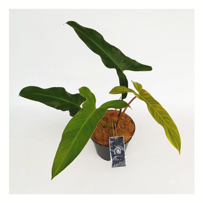 Philodendron Mexicanum