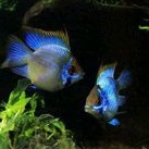 ikan blue elektrik | ramirezi
