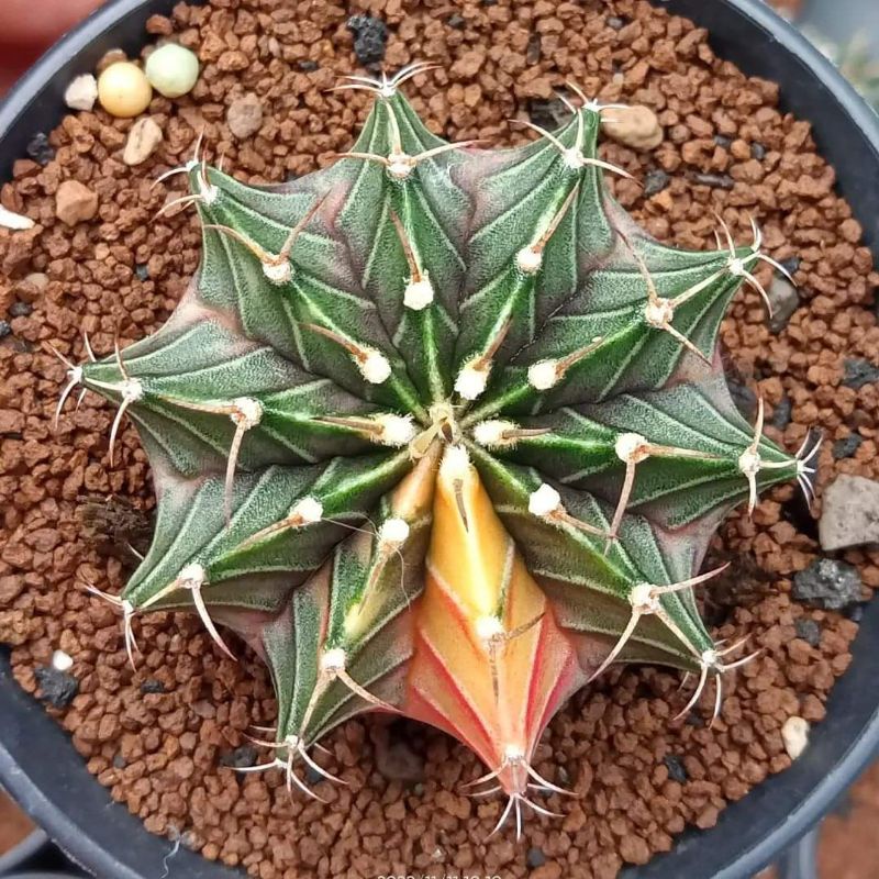 Lb Hybrid seedling kaktus murah kaktus warna Kaktus dari biji