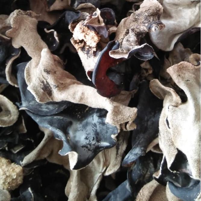 

✿ Jamur Kuping Hitam Kering Kualitas Super Grade A 500 Gram Setengah Kilo ㅦ