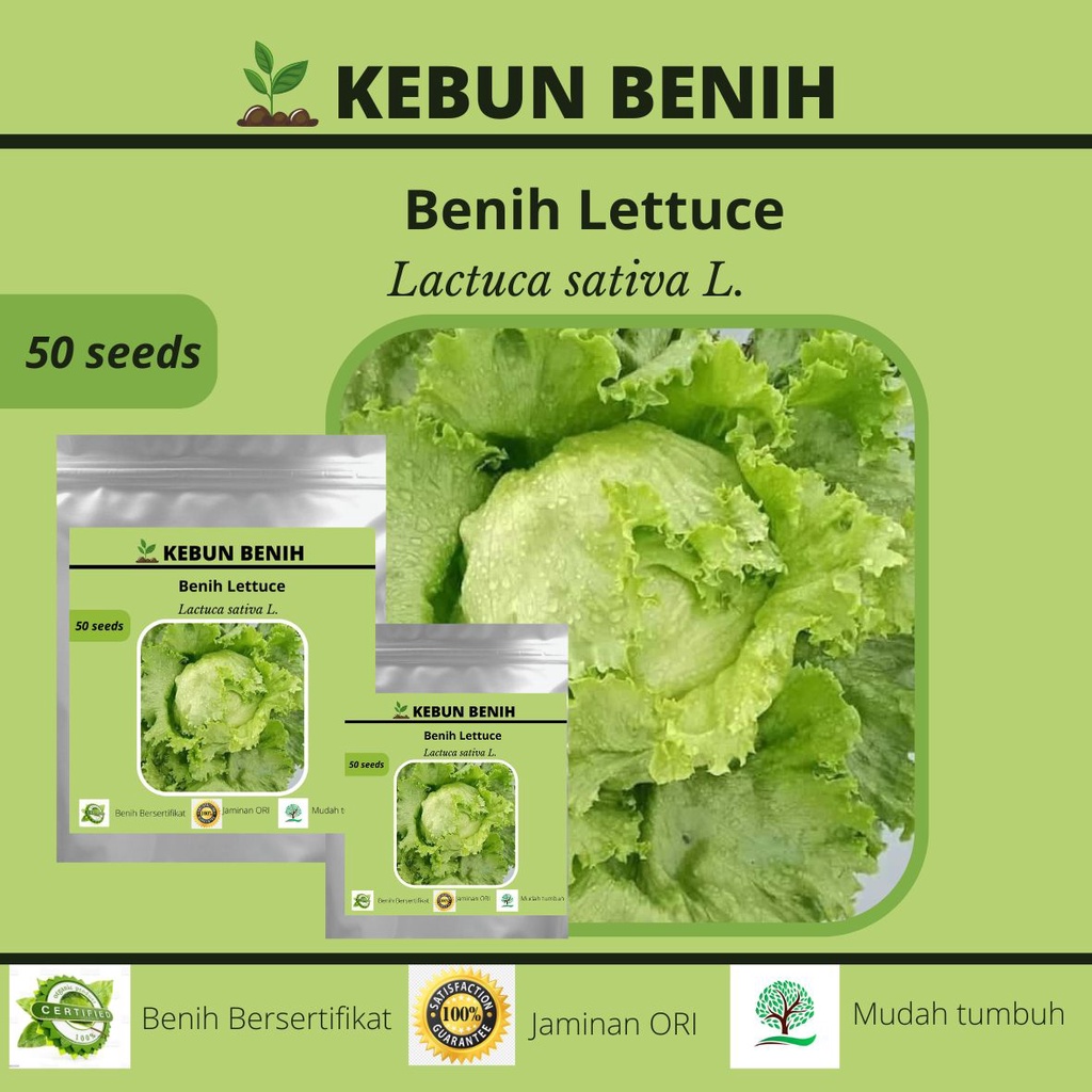 50 Benih Lettuce/ Selada HEAD KANITA F1/ Selada Kepala/ Selada Krop Kualitas Unggul