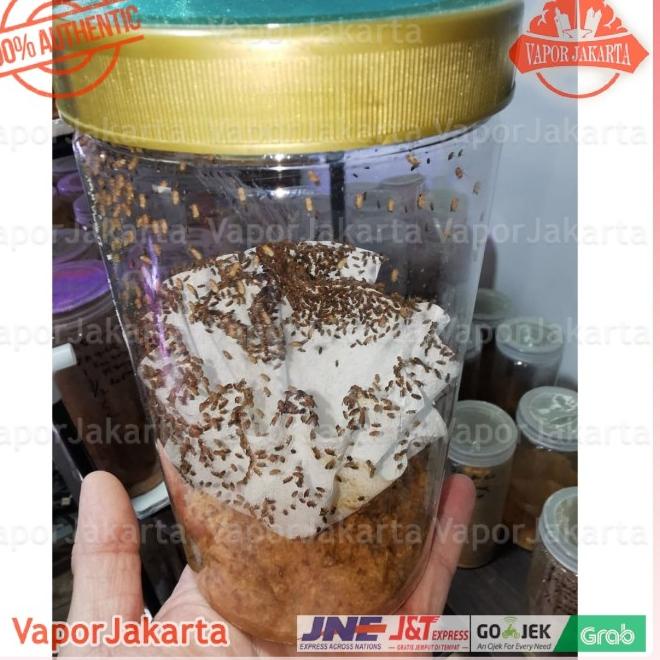 Drosophila Melanogaster Lalat Buah - Dart Frog ()