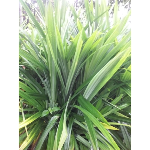 

Daun pandan wangi per lembar