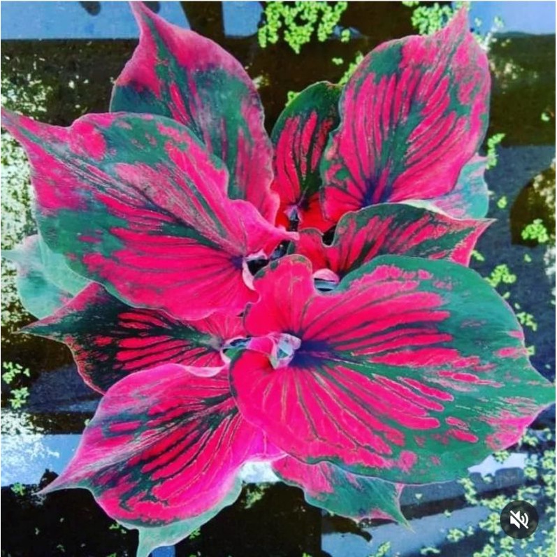 Tanaman Hias Keladi Super Red Ceria / Anakan Hias Keladi Red Ceria