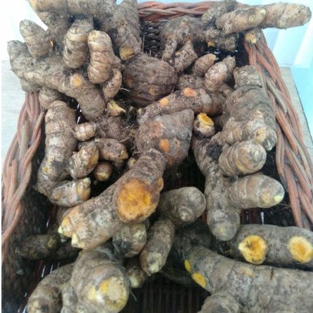 

TEMULAWAK SEGAR 1kg/CURCUMA