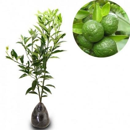 bibit buah jeruk limau / tanaman buah jeruk limau EE22