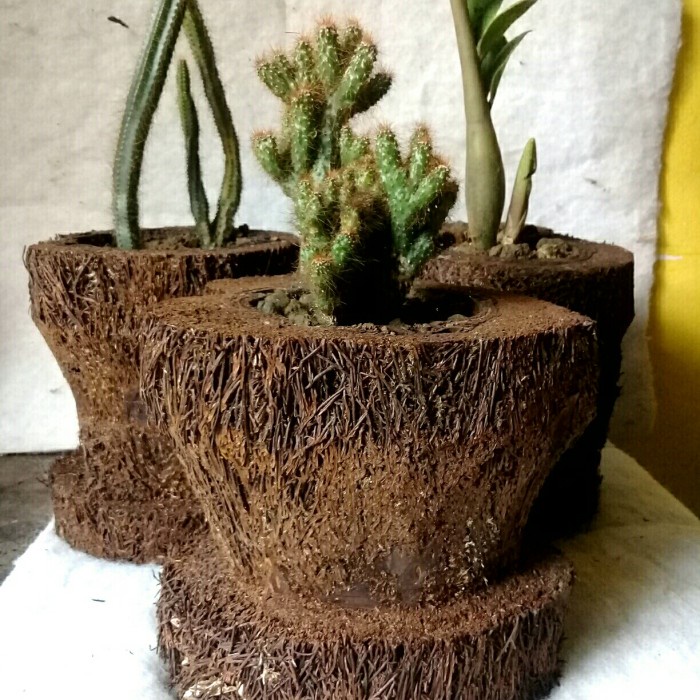 kaktus mini hias
