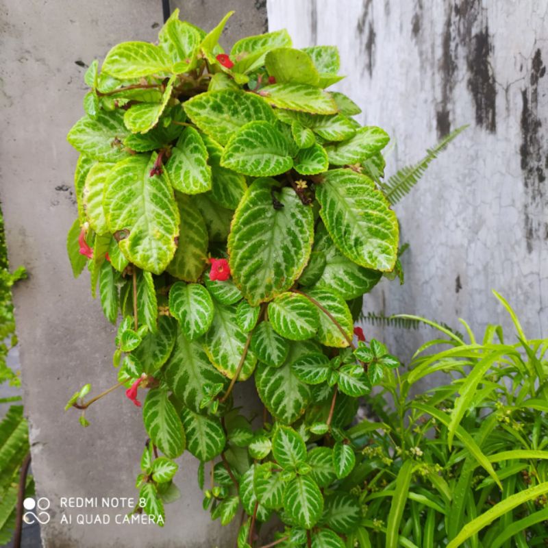 episcia hijau