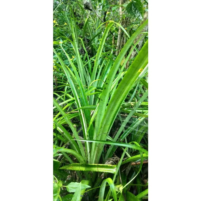 

new Daun Nanas Segar 500Gram