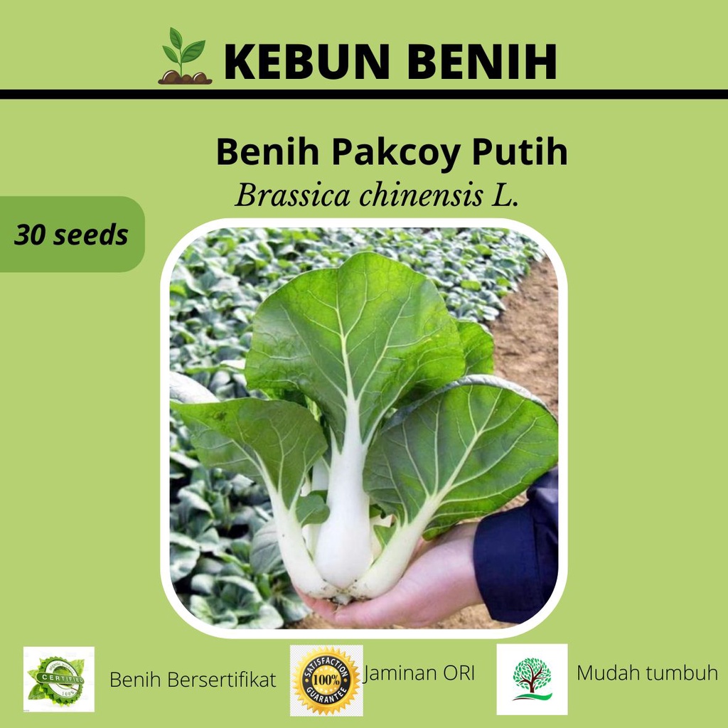 30 Benih Tanaman Sawi Pakcoy Putih/ Benih Pakcoy White Steam/ Sawi Daging Putih Kualitas Unggul