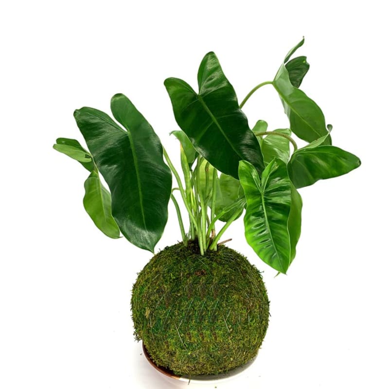 Mossball - Philodendron Burle Marx / Philo Brekele