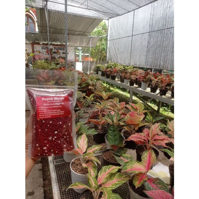Pupuk merah 100gr (Slow Release) 19-10-13+2.5Mg0+TE Pupuk Premium