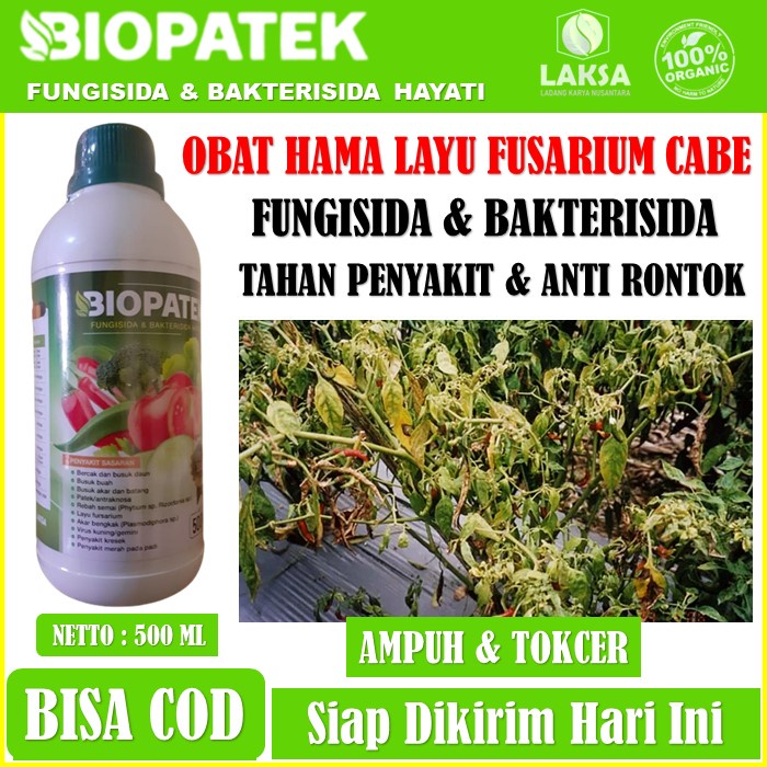 BIOPATEK FUNGISIDA & BAKTERISIDA HAYATI Obat Layu/Kuning Daun Cabai Untuk Tanaman Cabe Keriting Kuni